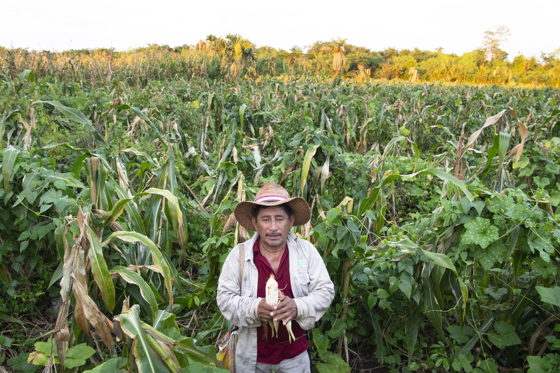 Agri-food systems field reference